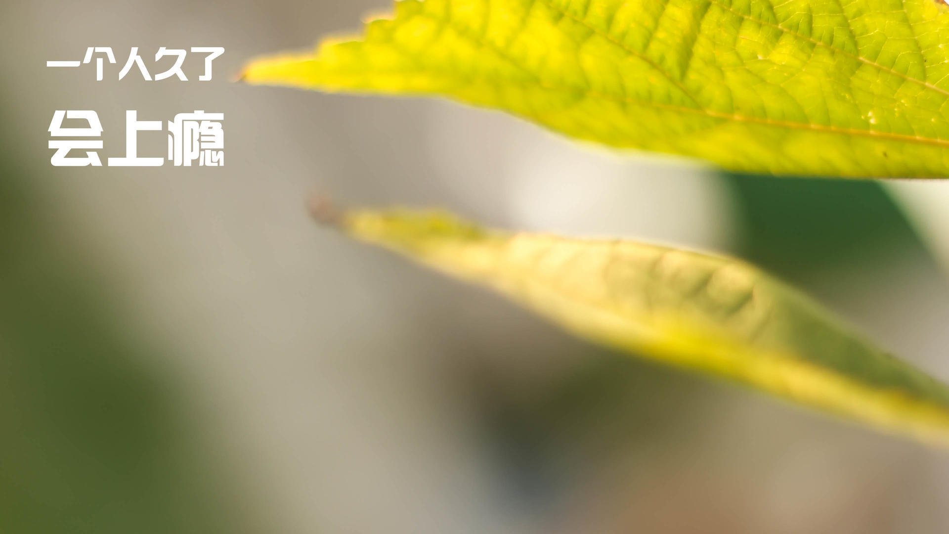 AYX SPORTS-_传统体育振兴计划：传承民族体育文化_，传承民族传统体育文化有哪些